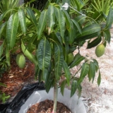 Kako posaditi sjeme manga da dobijete žetvu, kod kuće